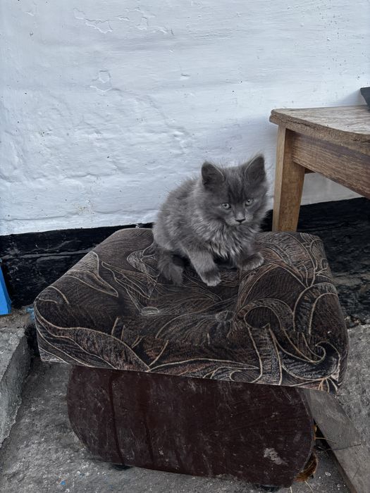 Хлопчик Безкоштовно