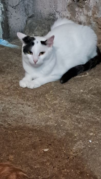 Primek roczny kocurek szuka domku