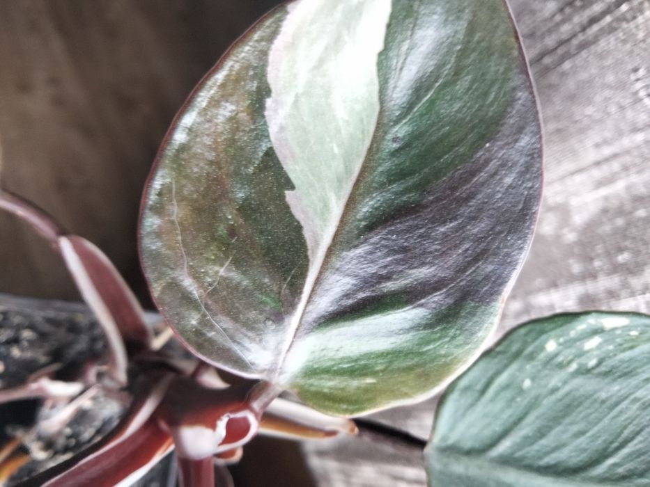 Філодендрон розова принцеса