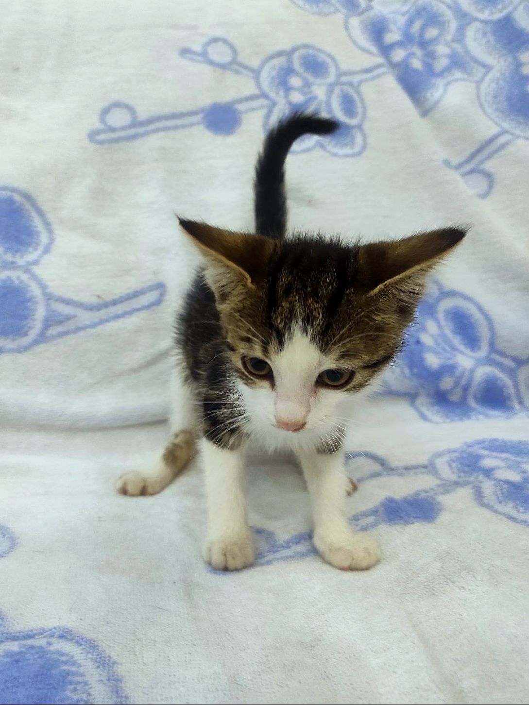 Маленькая котенок девочка ищет дом! Котята! Отдам в хорошие руки!