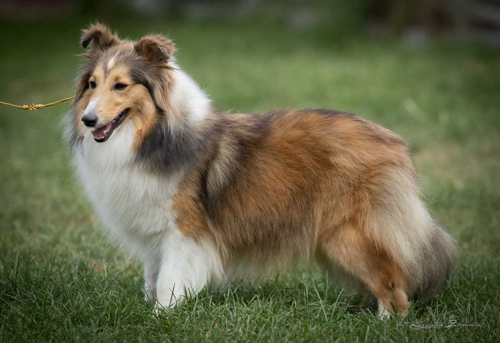 Owczarek Szetlandzki