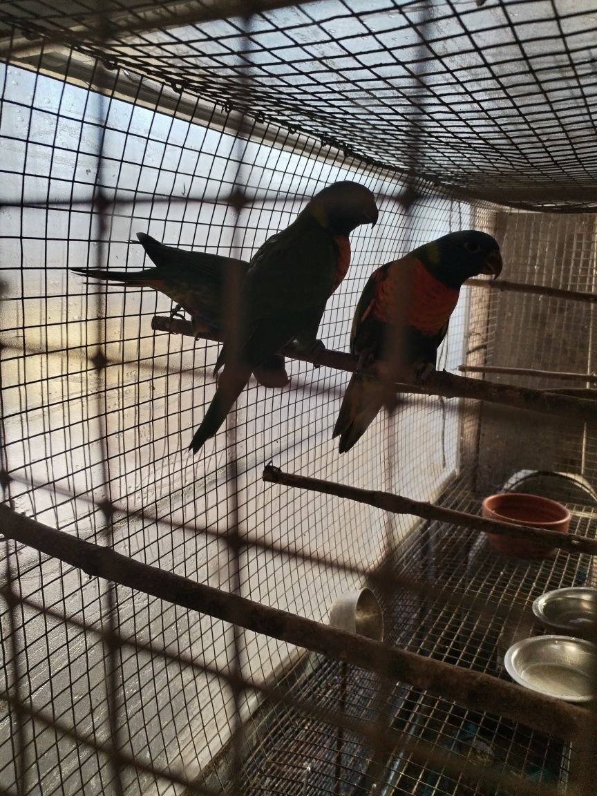 vendo loris molucanos