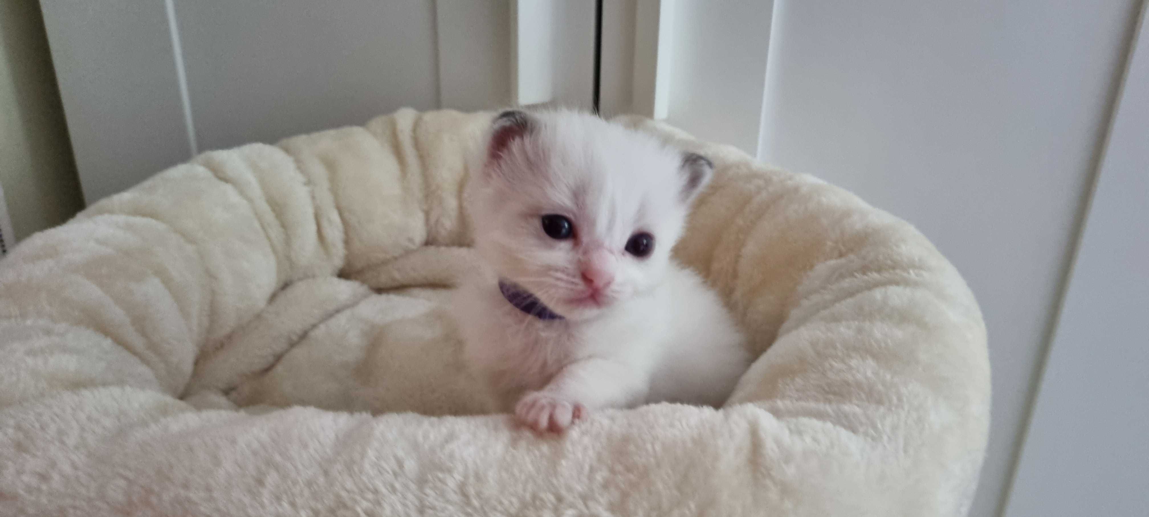 Kotek rasy Ragdoll, Bicolour blue z wyprawką!