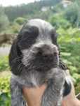 Cocker Spaniel Femea
