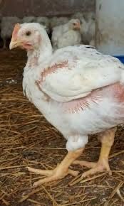 Маю в продажі бройлера живою вагою 4 кілограм 80-85 грн за кілограм.