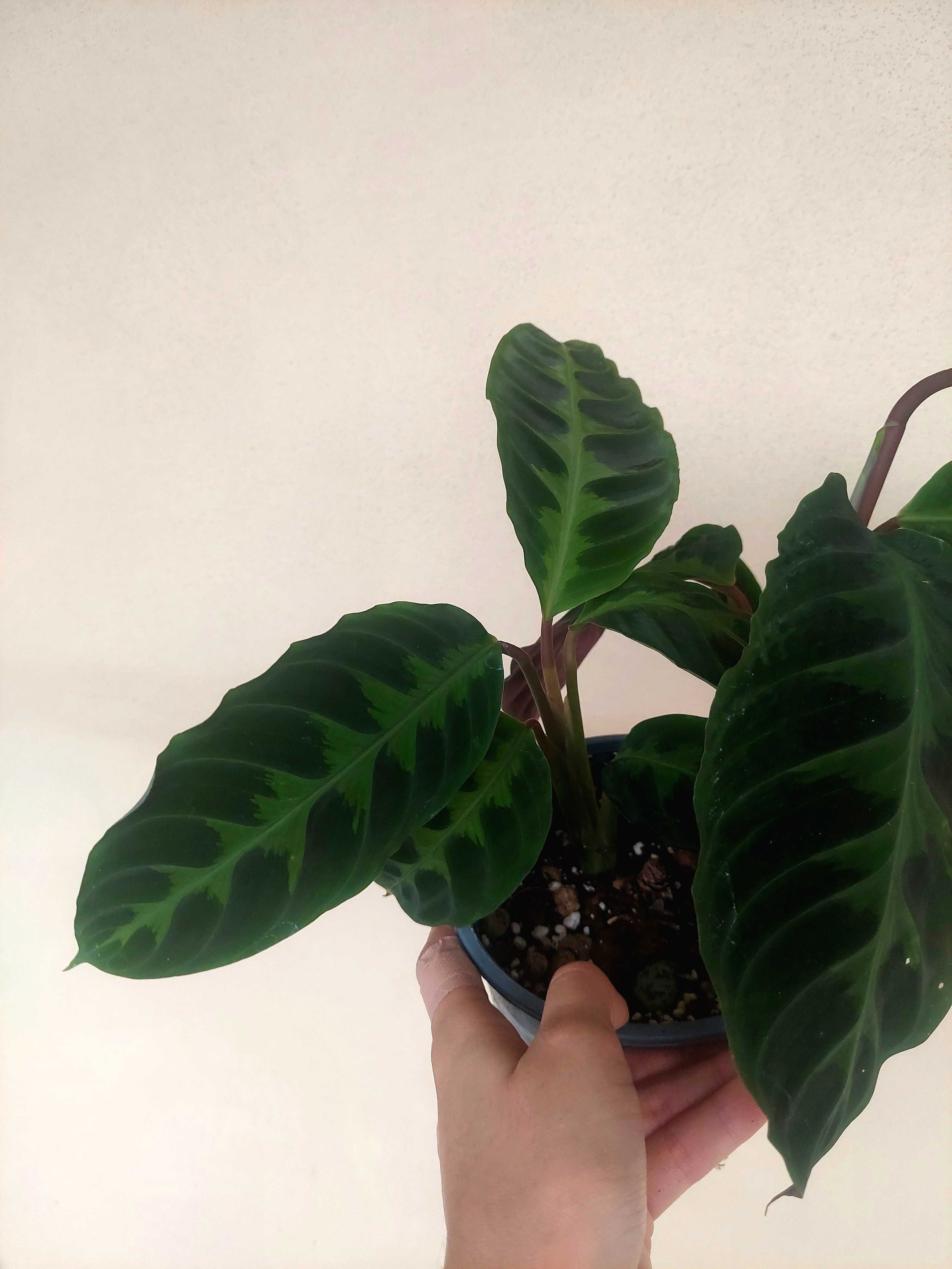Planta Calathea warscewiczi