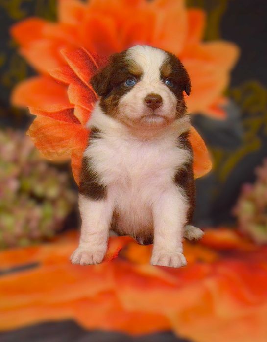 Owczarek australijski (typ amerykański) ZKwP/FCI