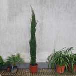Cupressus Sempervirens/ TOTEM / STRICTA 20 A 600 CM