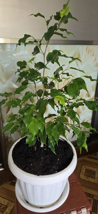 Фикус Голоден монік