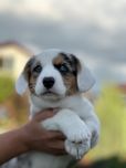 Вельш коргі з блакитними очима