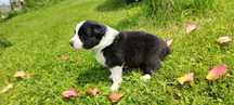 Border collie ZKwP czarno biała suczk
