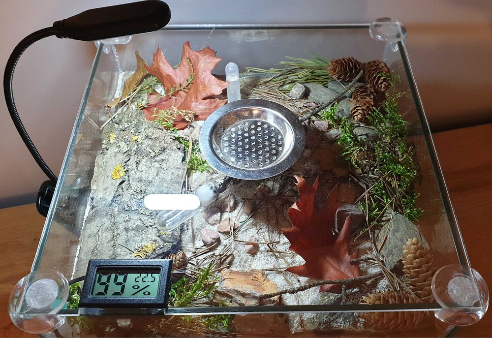Formikarium Hodowla gniazdo mrówek mrówki