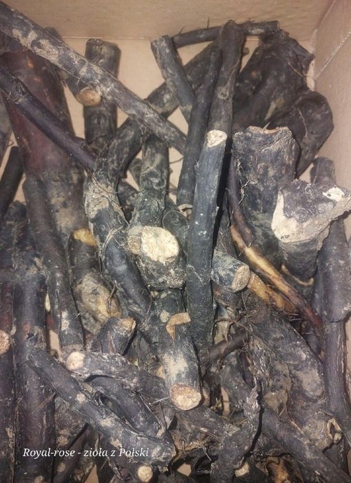 Żywokost świeży 1 kg *Symphytum officinale) zbiór Sudety, Bieszczady