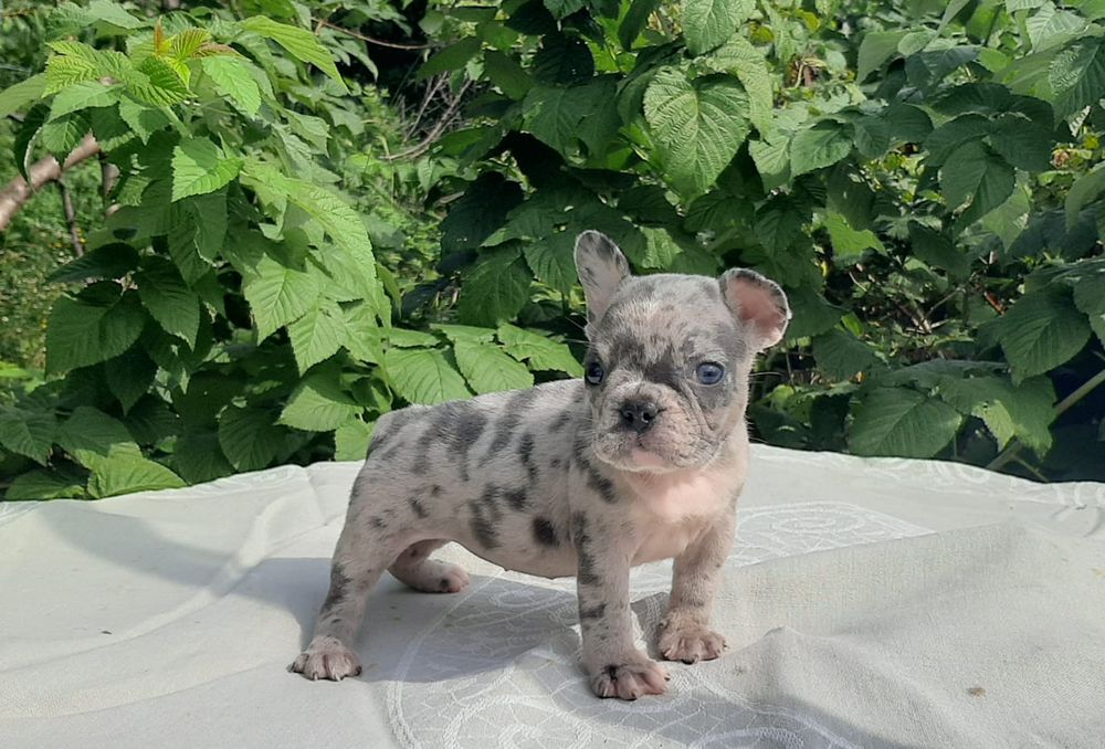 Хлопчик та дівчина блакитна мерле.