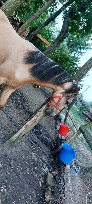 Śliczny Wałach  stelio