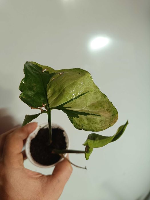 Syngonium green beauty i pink beauty