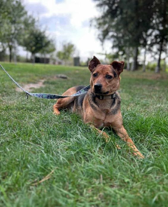 Za darmo Scooby cudowny piseł