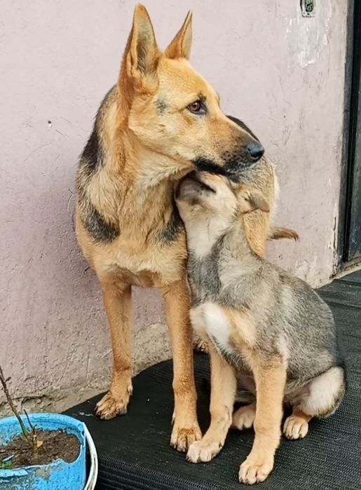 Шукаю хороші руки!