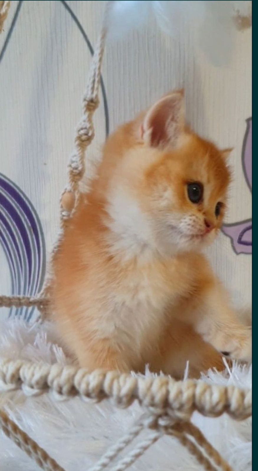 Золотий британський шиншила