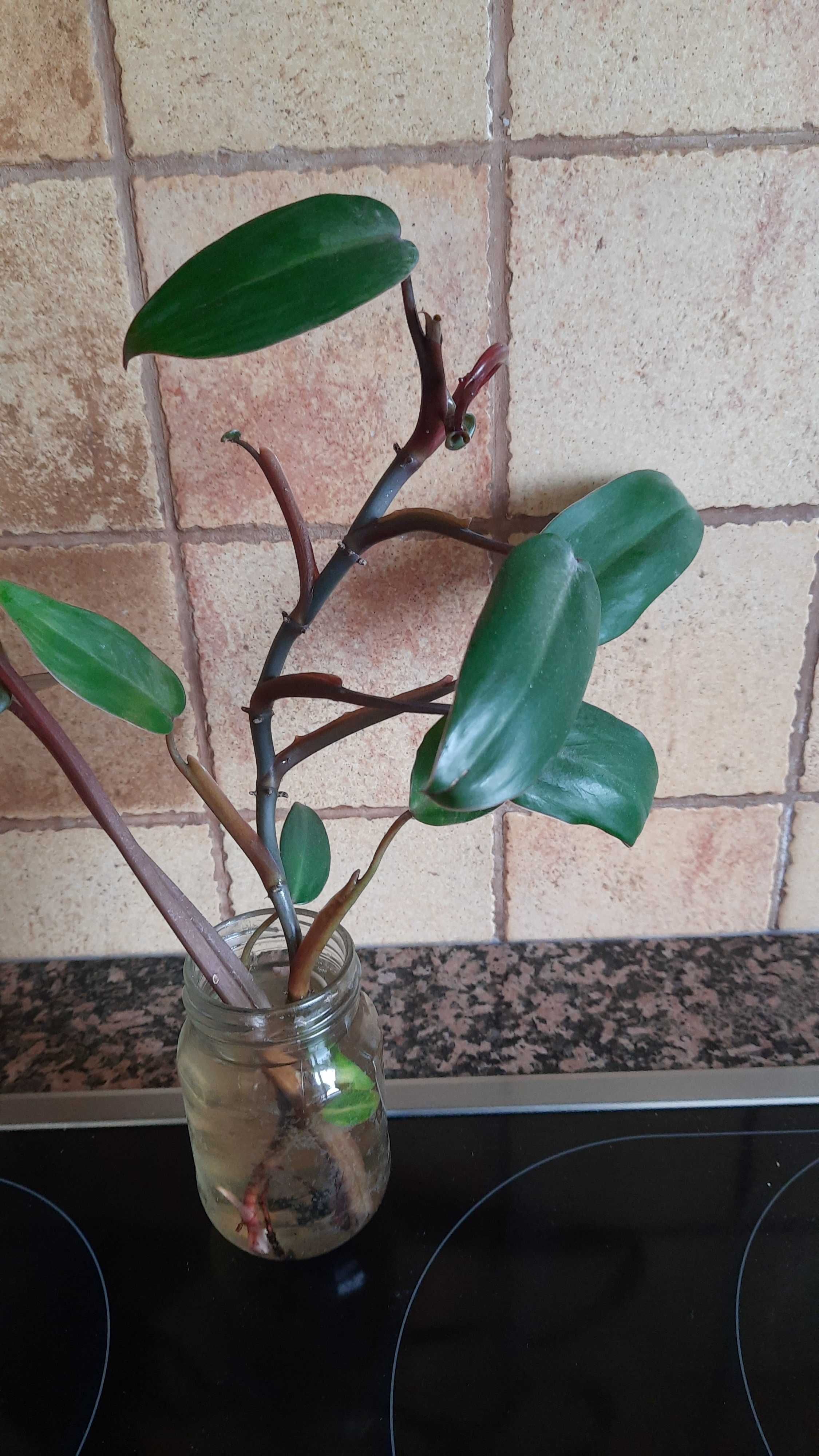 Philodendron czerwonawy-ukorzeniony pęd