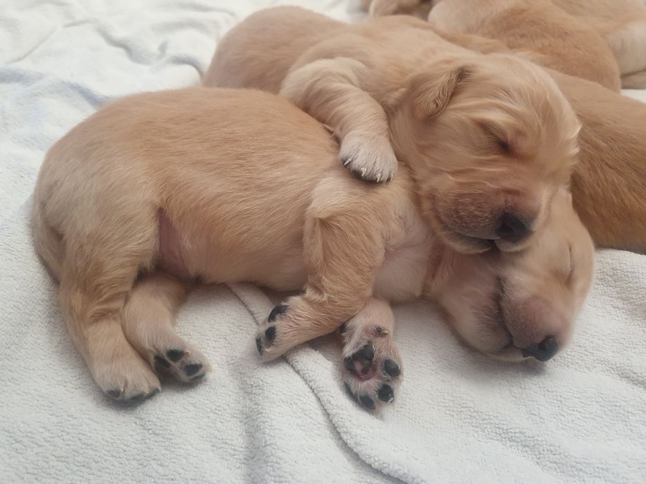 Golden Retriever / szczeniaki / złota  suczka