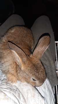 Кроли и крольчата возможно поросние самки и самци