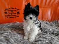 Black&White Yorkshire Terrier gen Biewer-urocza suczka