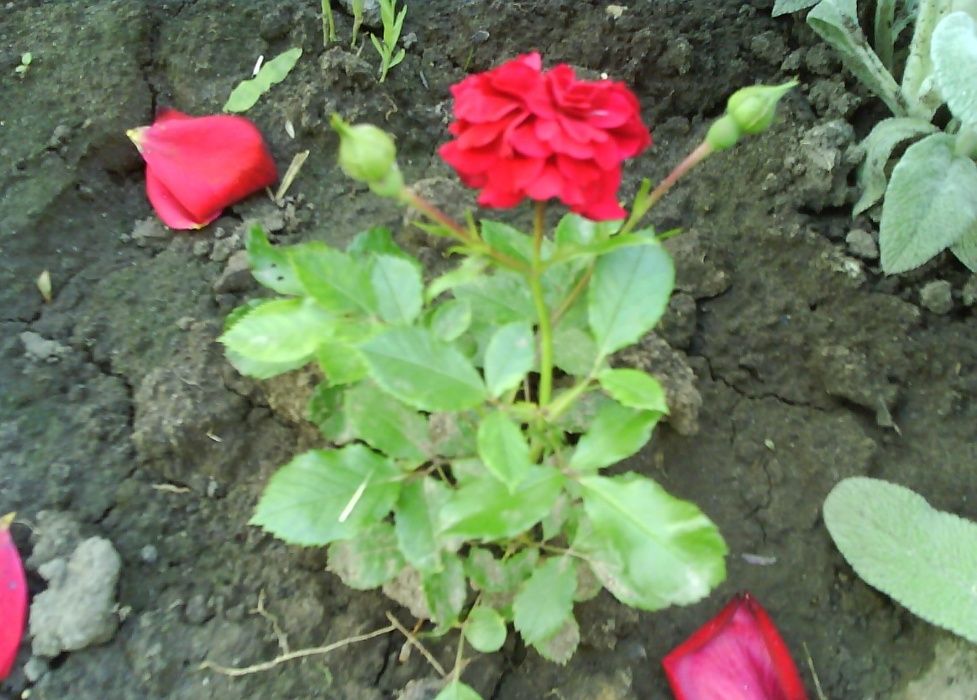 Розы. Саженцы Роз