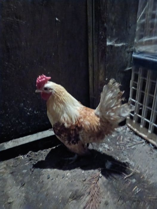 Galo garnizé adulto