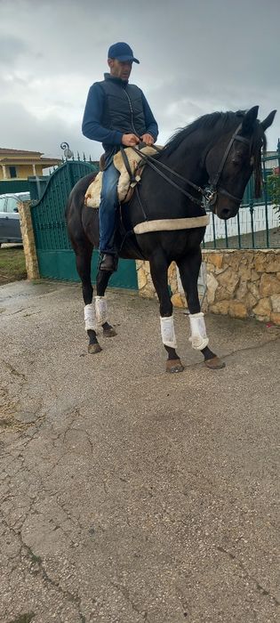 Cavalo castrado montado muito mansinho