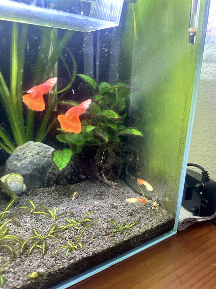 Casal guppys red albino