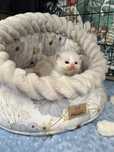 Koteczka Ragdoll SHK/WCF