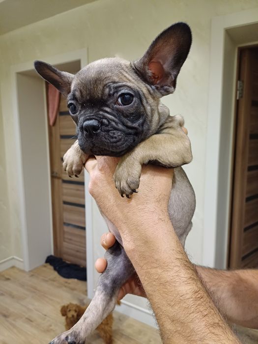 Щенки французи ожидают на своих родителей