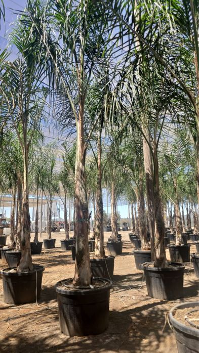Coqueiros em vaso 250cm-350CM-400CM