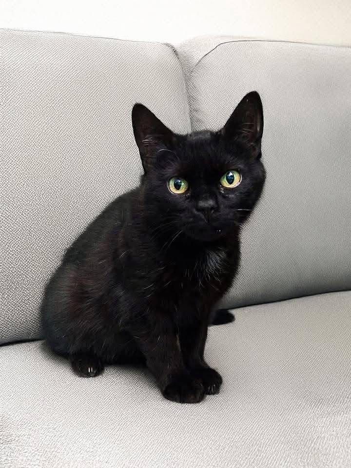 Kotka Yoko do adopcji
