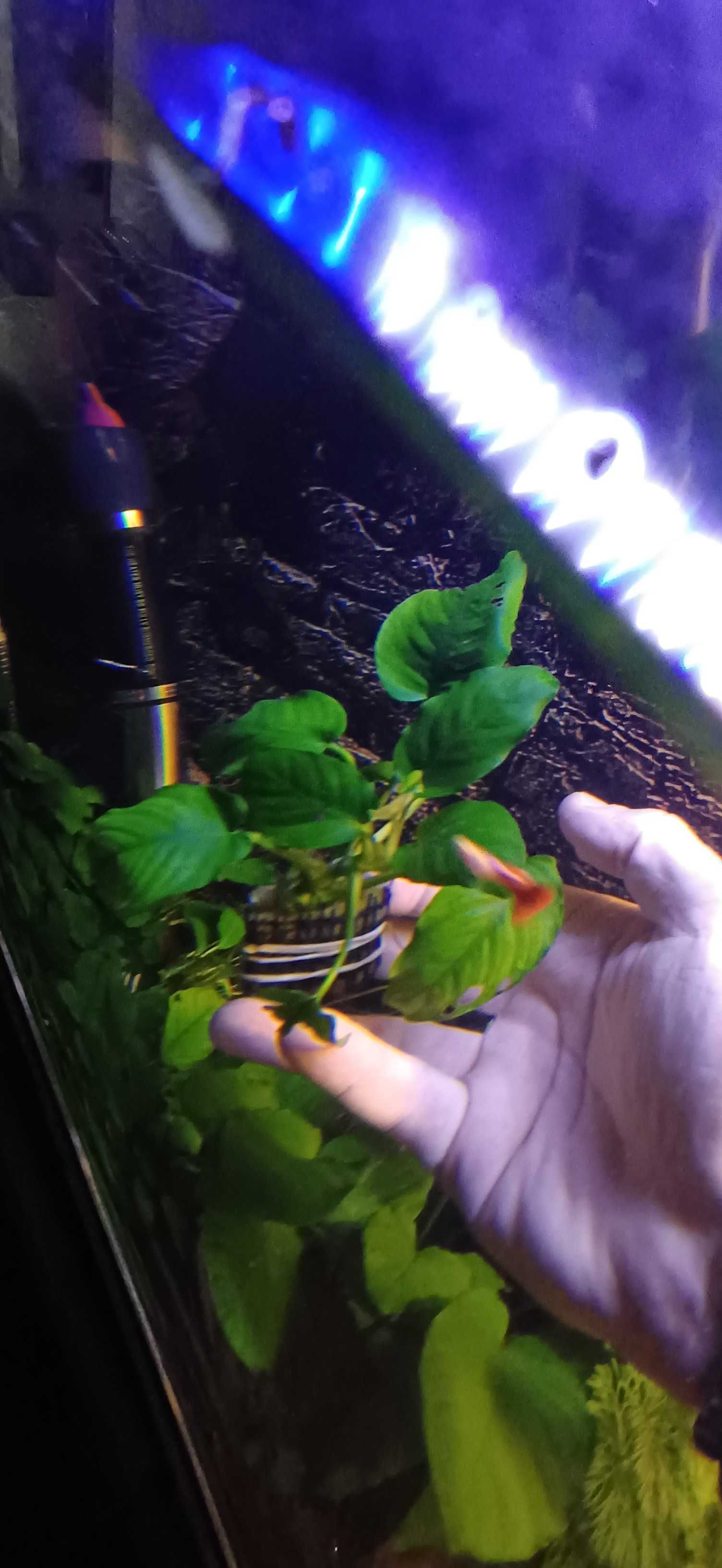Plantas aquario, hygrophila, rotala, anubias, cryptocoryne