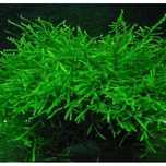 Musgo de Java - Plantas Aquáticas