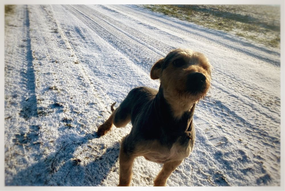 Piesek w typie Yorka