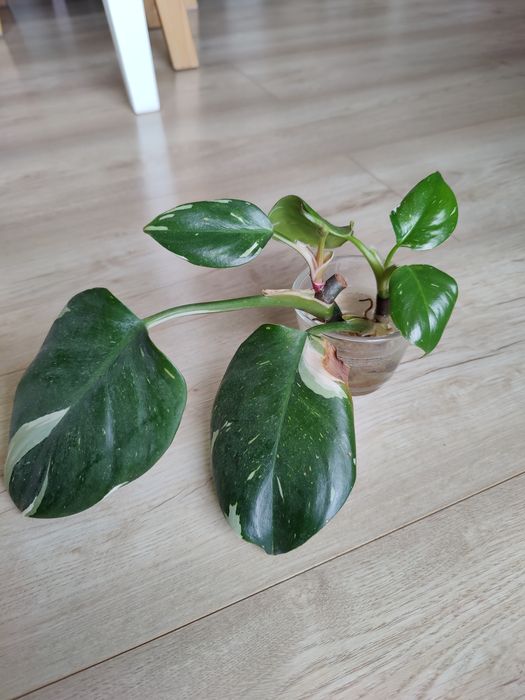 Filodendron white princess dwie sadzonki