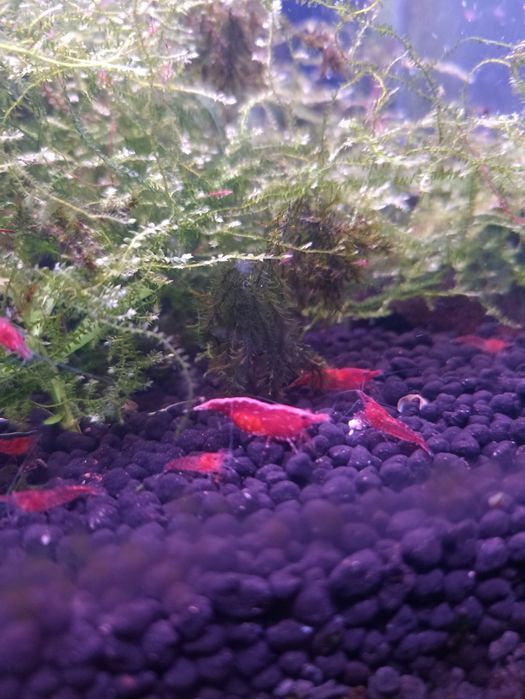 Camarões Red Cherry juvenis