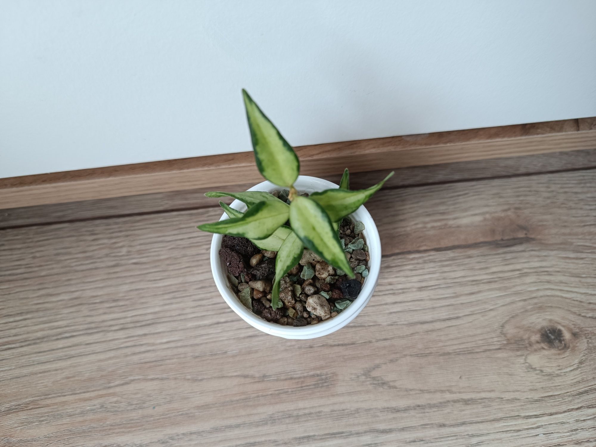 Hoya Bella Luis Bois