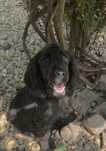 Cocker spaniel – czarny samiec – 2500 zł – do odbioru
