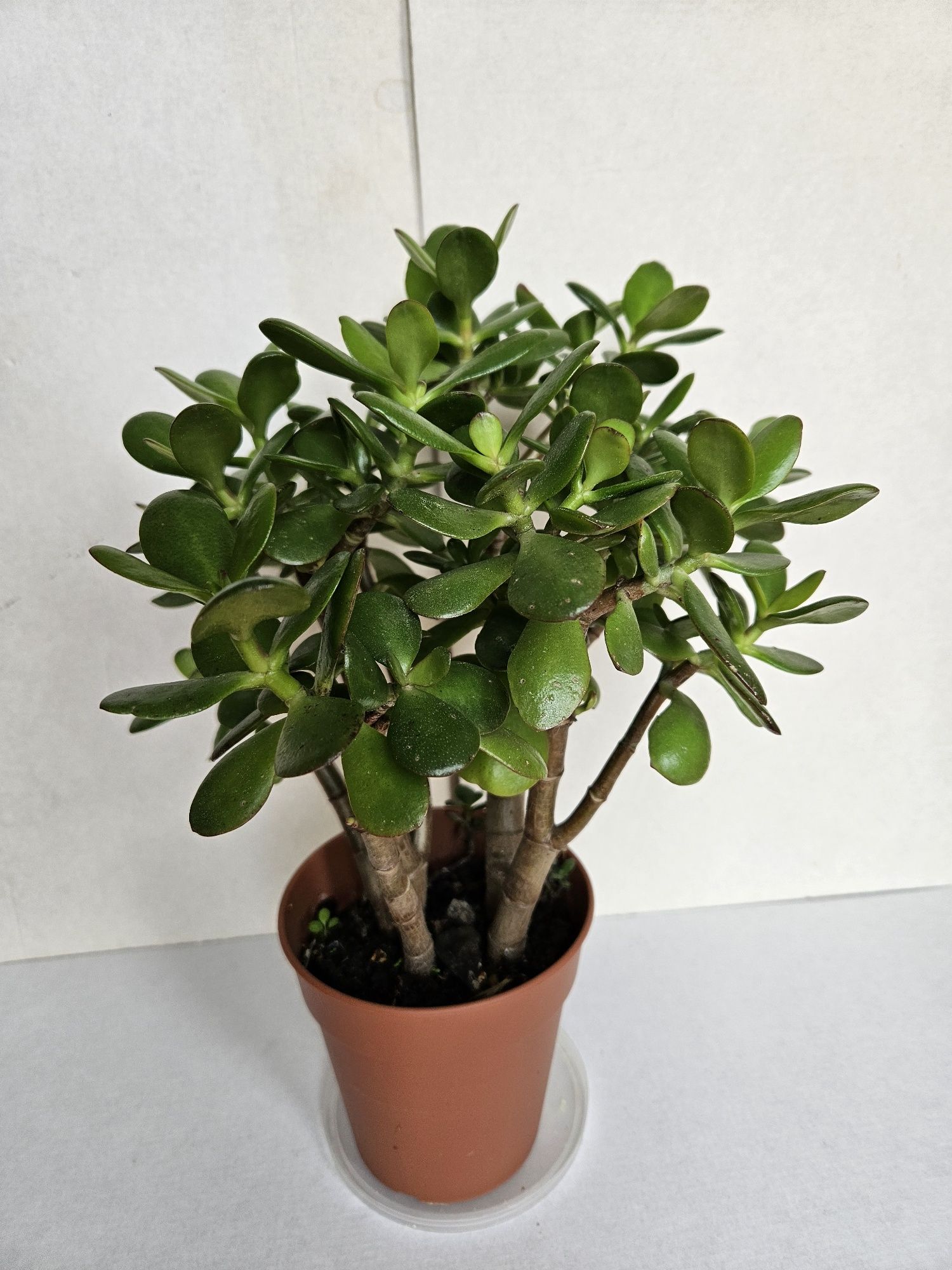 Suculenta Planta Jade Vaso 12 cm