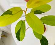 Philodendron Thai Sunrise