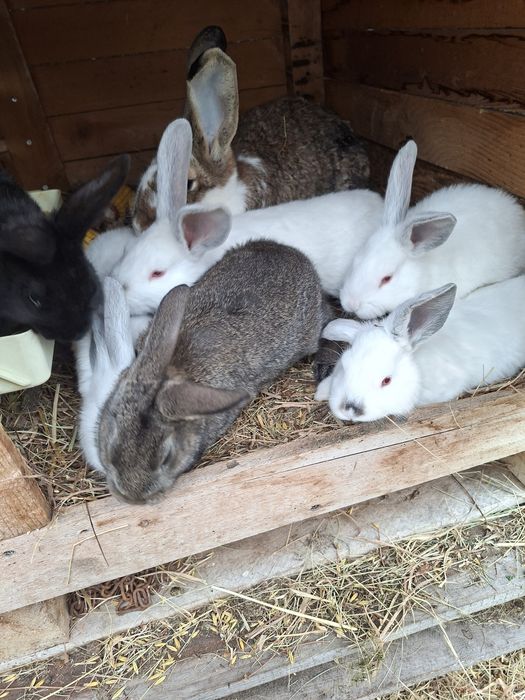 Sprzedam króliki mieszańce