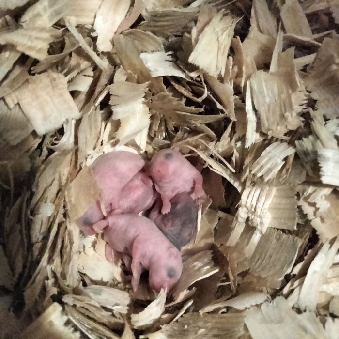 Chomik dżungarski syryjski odbiór Radzyń