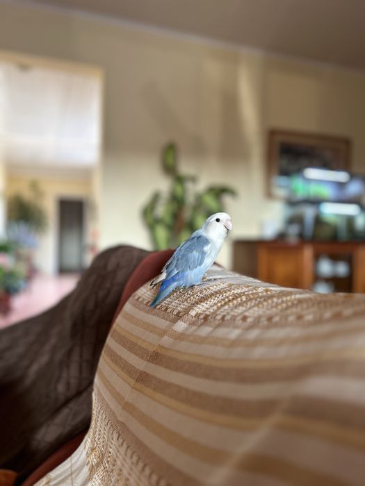 Agapornis azuis domesticados para acabar de criar à mão