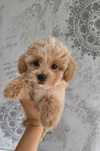 Malutka suczka Maltipoo