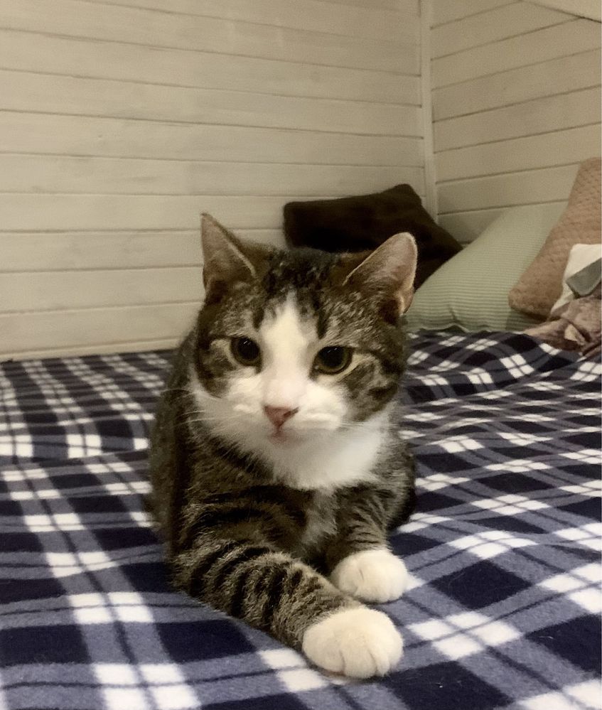 Teoś kotek do adopcji