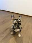 bulldog frances exotic